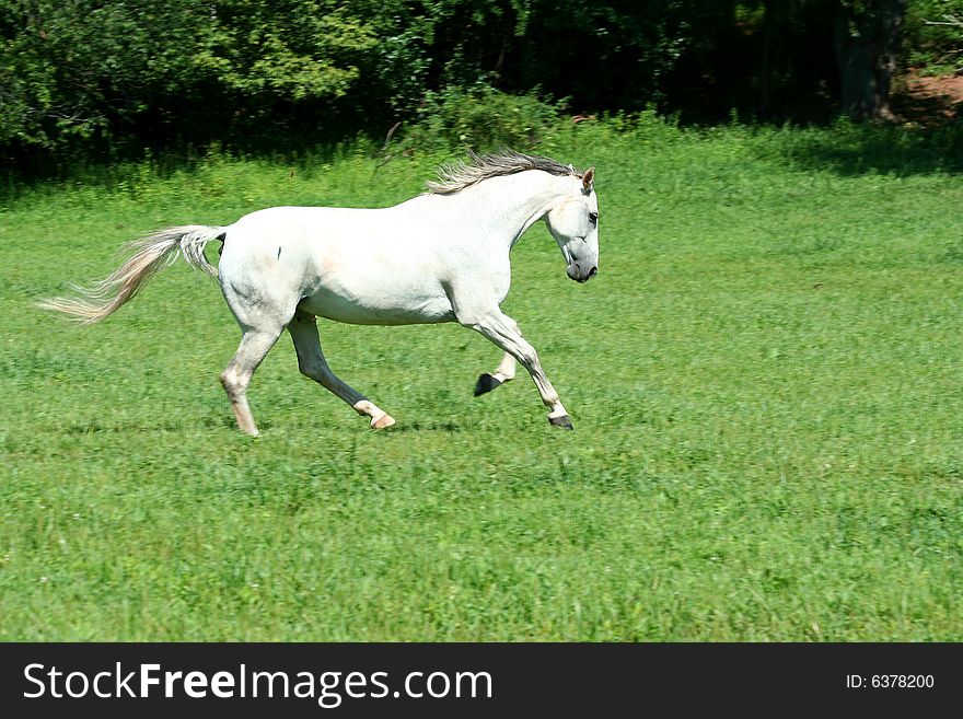 A White horse running in a field