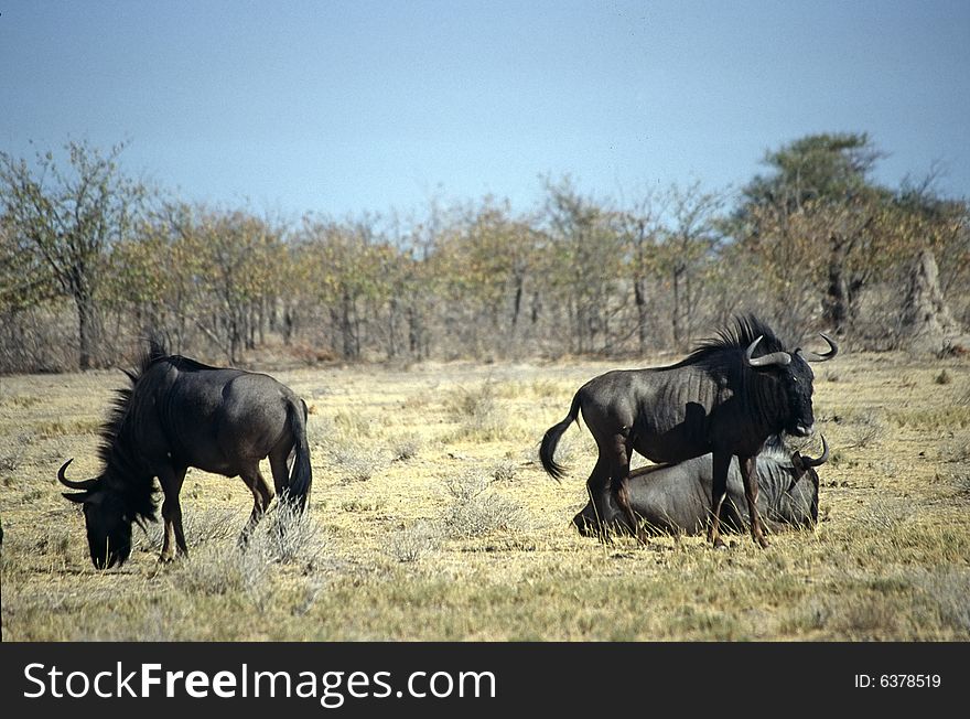 A group of gnu eating grass in the etosha park in namibia. A group of gnu eating grass in the etosha park in namibia