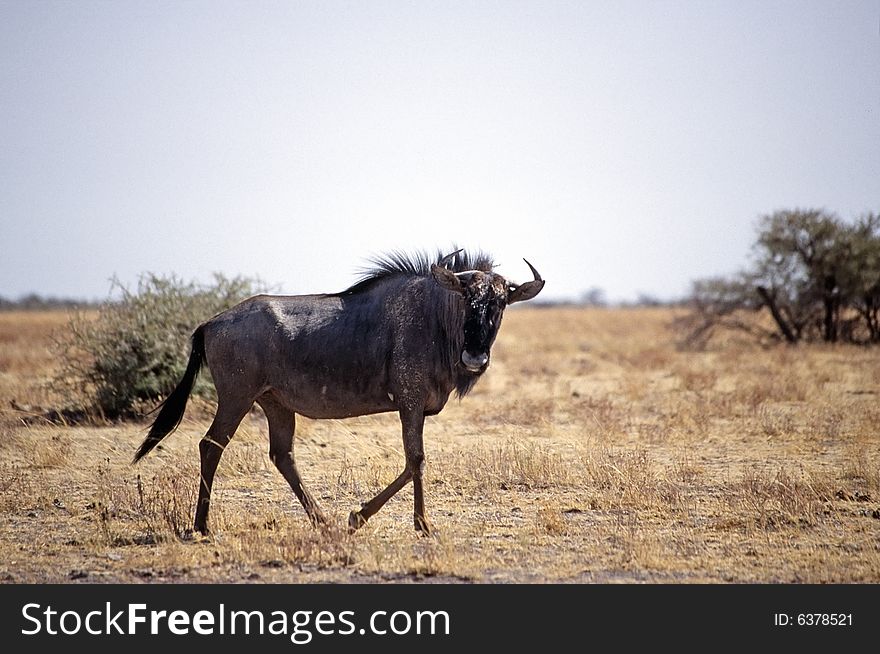 A gnu walking in the etosha park in namibia. A gnu walking in the etosha park in namibia