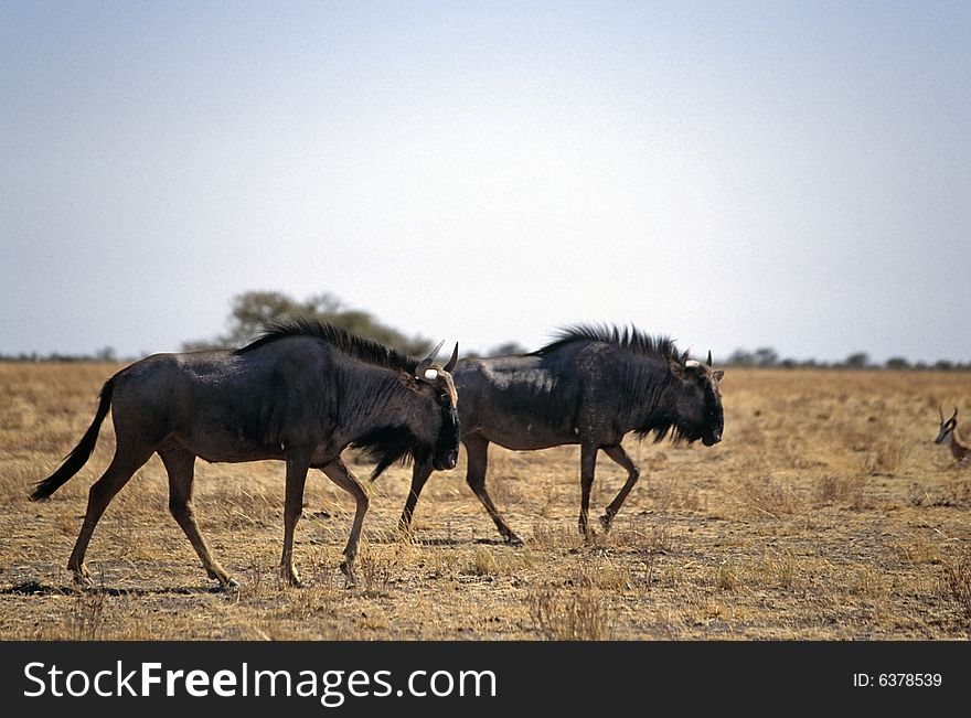A group of gnu walking in the etosha park in namibia. A group of gnu walking in the etosha park in namibia