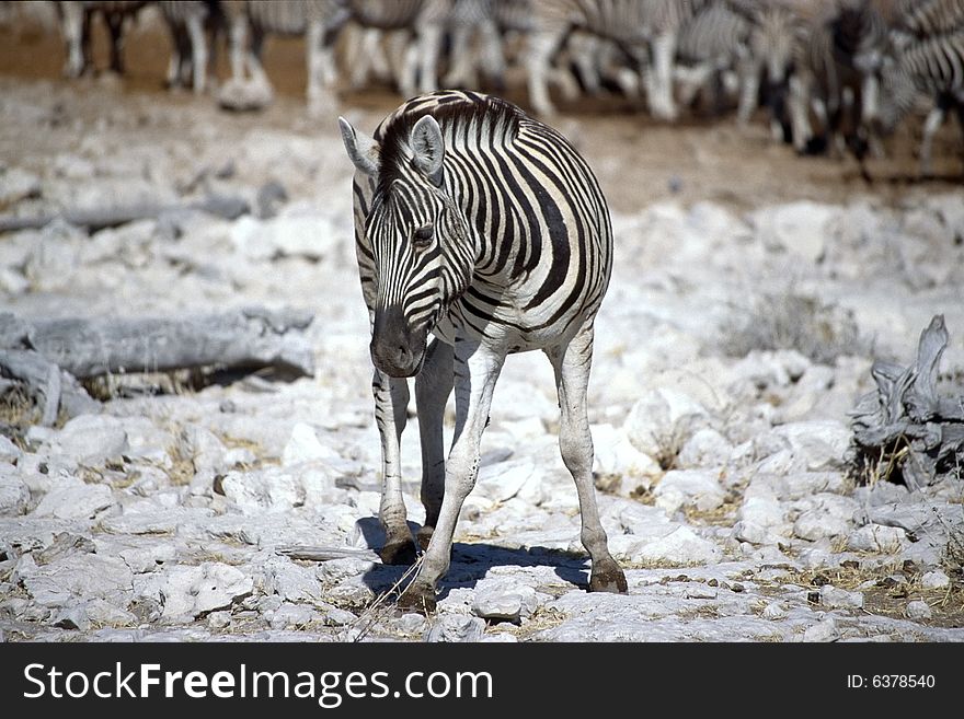 A lonely zebra eating grass in the etosha park in namibia