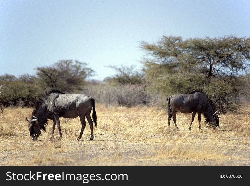 A group of gnu eating grass in the etosha park in namibia. A group of gnu eating grass in the etosha park in namibia