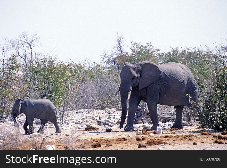 An elephants in the bush of the etosha park in namibia