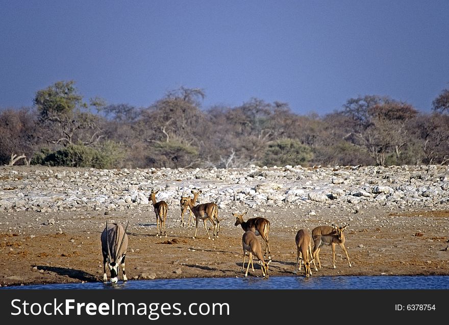 A group of animals drinking water in the wells of the etosha park in namibia