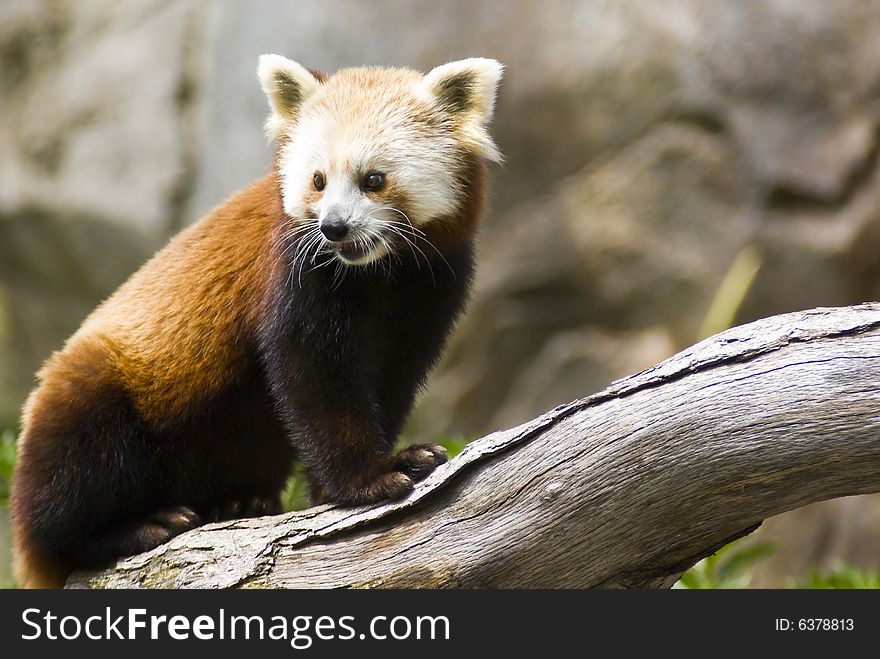 Red panda captured on a tree limb.