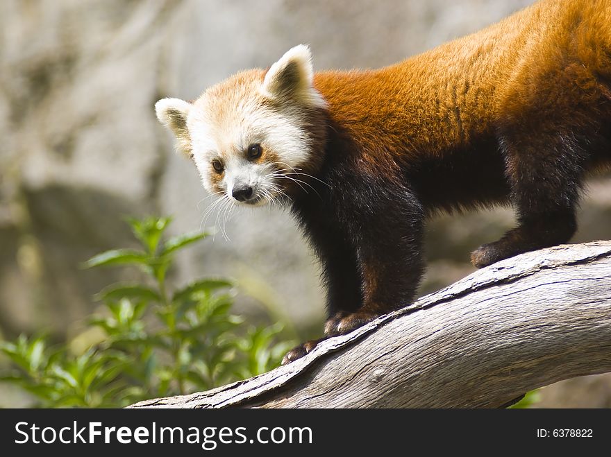 Red panda captured on a tree limb.