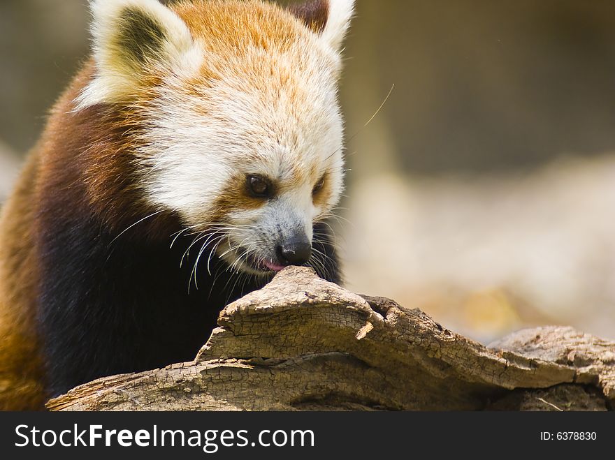 Red panda captured on a log.