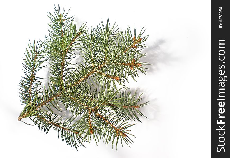 Pine Christmas branch on white background. Pine Christmas branch on white background