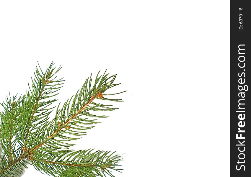 Pine Christmas branch isolated on white background. Pine Christmas branch isolated on white background