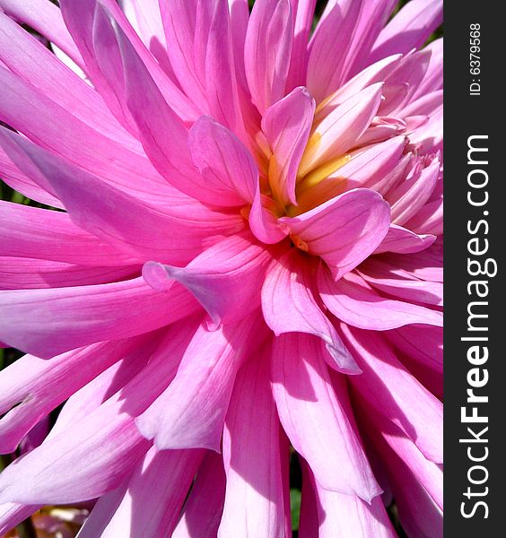 Pink Dahlia Flower 9