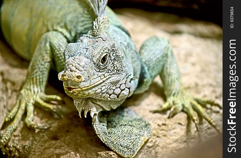 View of iguana on the stone. View of iguana on the stone