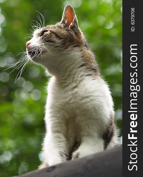 Cat in detail sitting on roof