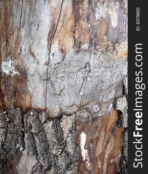 Close Up Of Tree Bark Texture 2