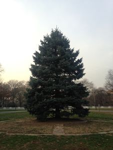 Picea Pungens Tree During Sunset In Winter. Stock Photography Picea Pungens Tree During Sunset In Winter. Stock Photography