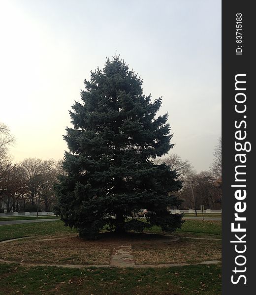 Picea Pungens Tree During Sunset In Winter.