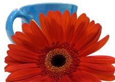 Isolated Orange Flower With Blue Cup Clipping Path Stock Images Isolated Orange Flower With Blue Cup Clipping Path Stock Images