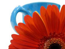 Isolated Orange Flower With Blue Cup Clipping Path Royalty Free Stock Photo Isolated Orange Flower With Blue Cup Clipping Path Royalty Free Stock Photo