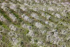 Orchards Royalty Free Stock Images Orchards Royalty Free Stock Images