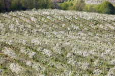Orchards Royalty Free Stock Photo Orchards Royalty Free Stock Photo