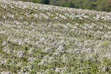 Orchards Royalty Free Stock Photos Orchards Royalty Free Stock Photos