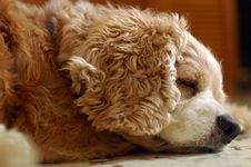 Tired Cocker Spaniel Royalty Free Stock Images Tired Cocker Spaniel Royalty Free Stock Images