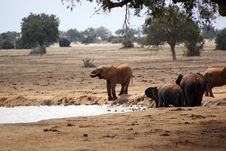 Elephants At The Pond Stock Image Elephants At The Pond Stock Image