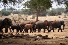 African Elephants Stock Photo African Elephants Stock Photo
