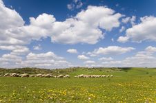 Sheeps On The Grass-land Royalty Free Stock Photos Sheeps On The Grass-land Royalty Free Stock Photos