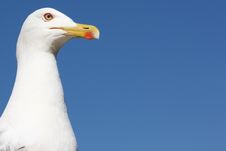 Sea-gull Close-up Photo Royalty Free Stock Photos