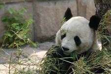 The Panda Of The Mastication Delicate Bamboo Royalty Free Stock Photos