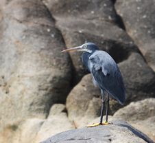 Grey Heron On A Rock Stock Photos