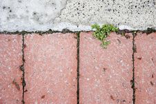 New Growth Breaking Through Paving Royalty Free Stock Photos New Growth Breaking Through Paving Royalty Free Stock Photos