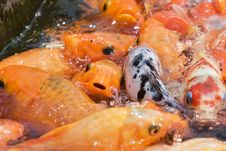 Koi Fish Royalty Free Stock Images Koi Fish Royalty Free Stock Images