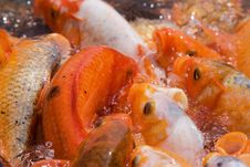 Koi Fish Stock Photos Koi Fish Stock Photos