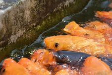Koi Fish Stock Images Koi Fish Stock Images