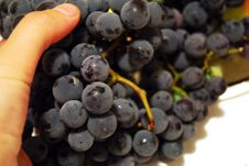 Black Grapes And Finger Royalty Free Stock Photography