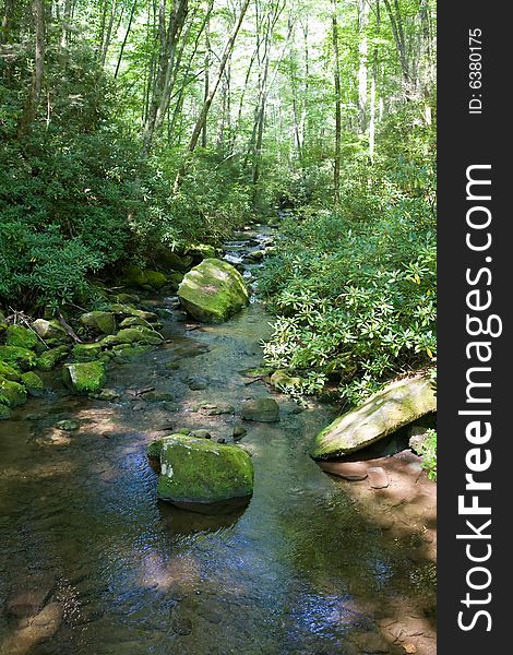 A small mountain stream in the forest