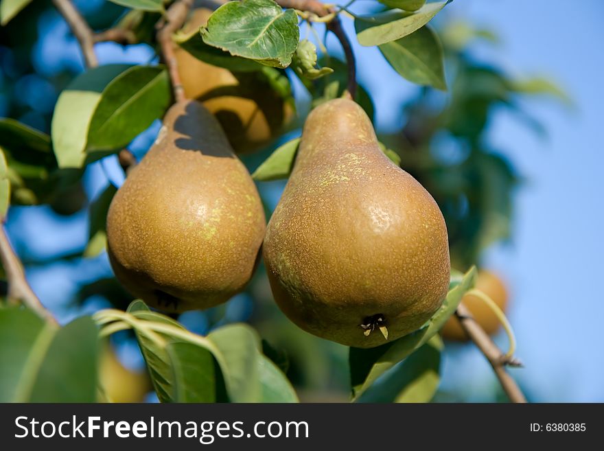 Juicy pears on branch tree