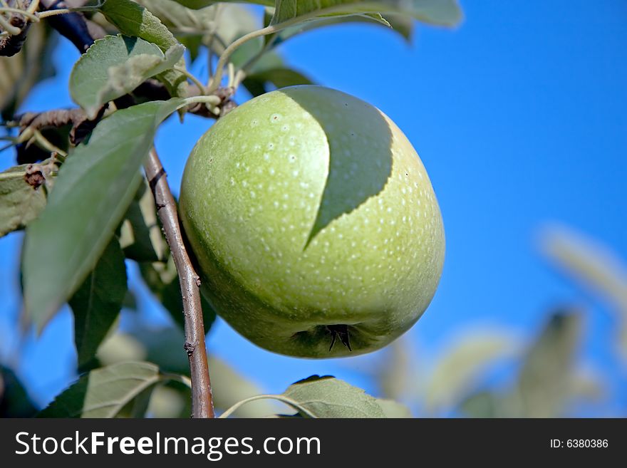 Green apple on branch against blue sky