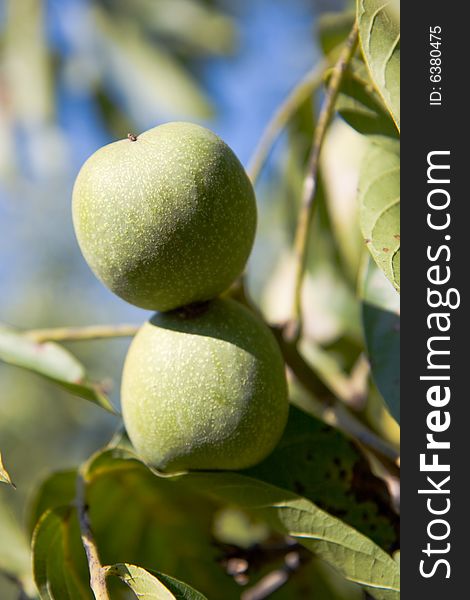 Green walnut closeup