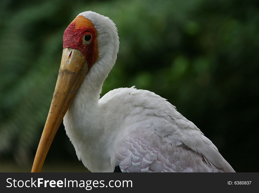 Cute white wild life bird. Cute white wild life bird