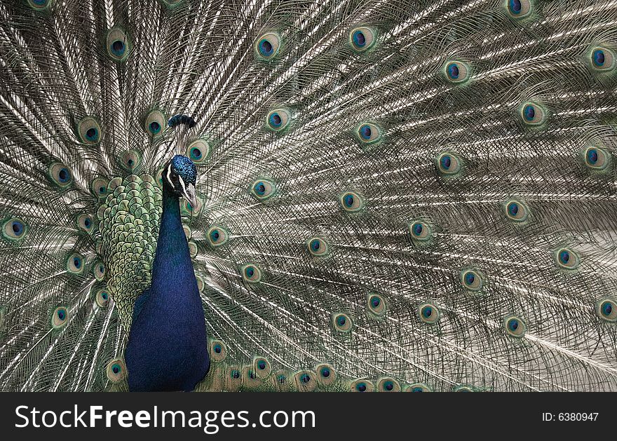 Peacock with colourful feathers on tail