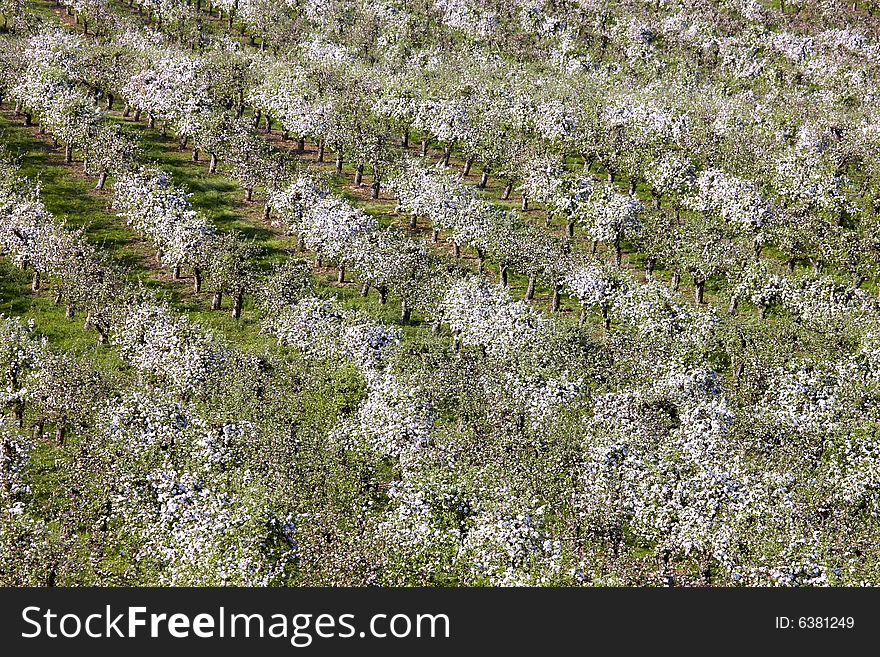 Photograph of orchards in spring