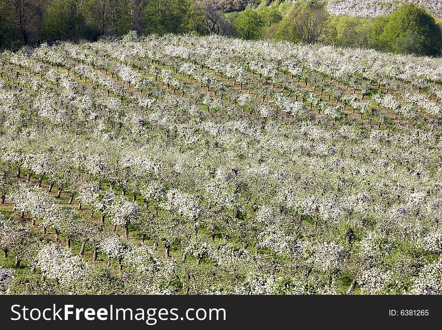 Photograph of orchards in spring