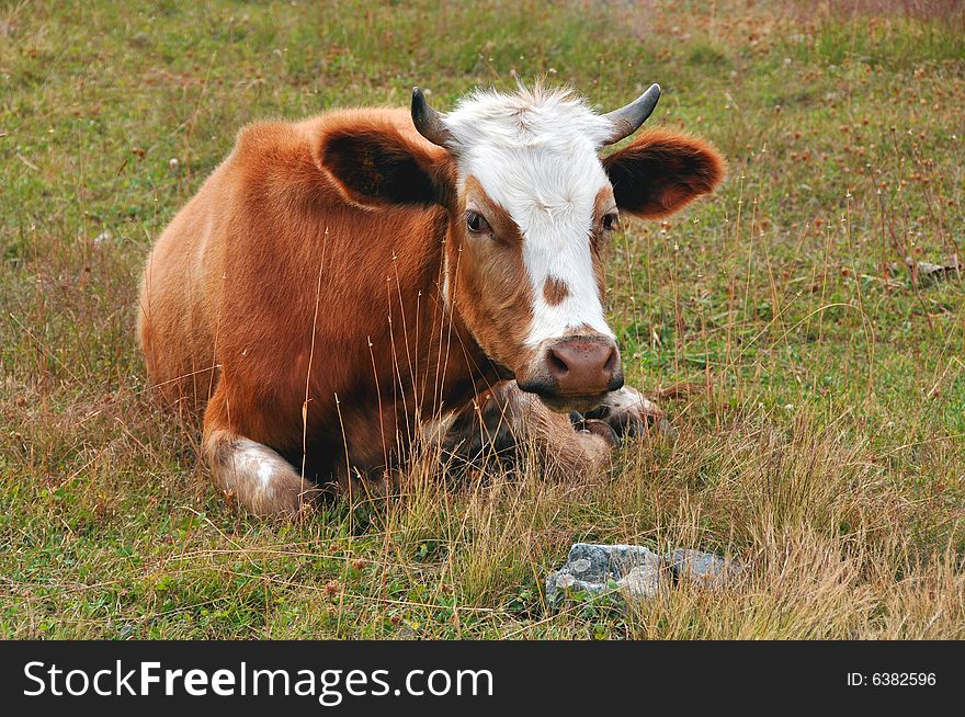 Brown cow lying on grass. Brown cow lying on grass