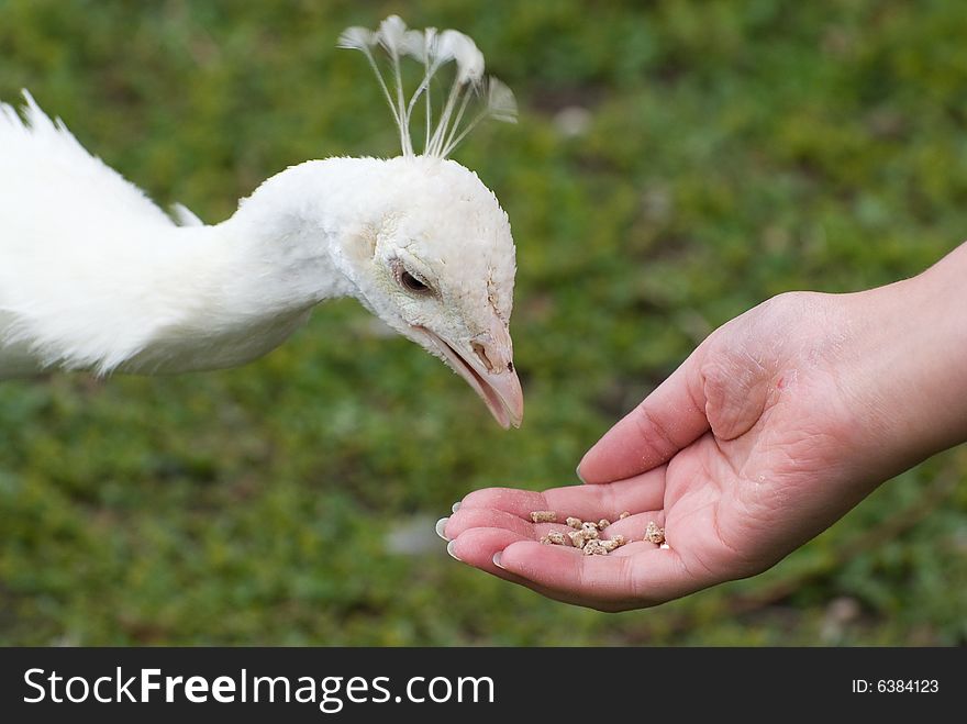 Human holds bird's food on the palm and a bird eats it. Human holds bird's food on the palm and a bird eats it