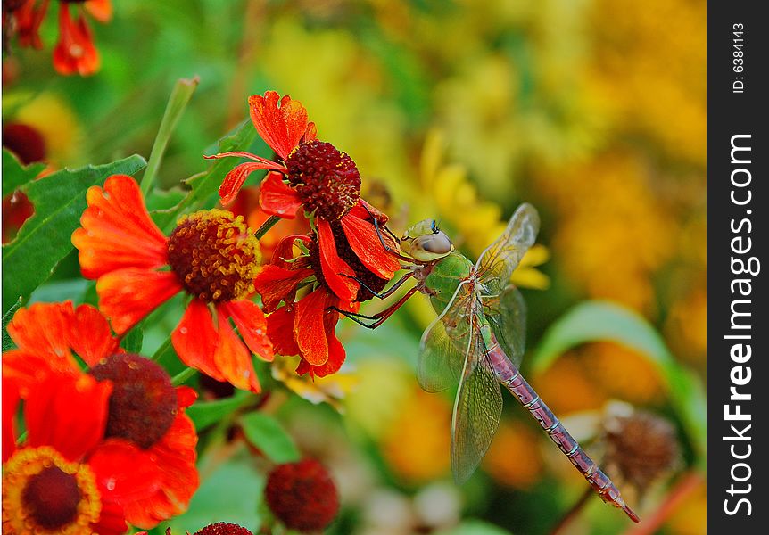 An image of a colorful dragonfly hovering over a flower. An image of a colorful dragonfly hovering over a flower.