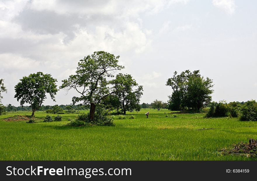 Rice paddy in cambodia asia