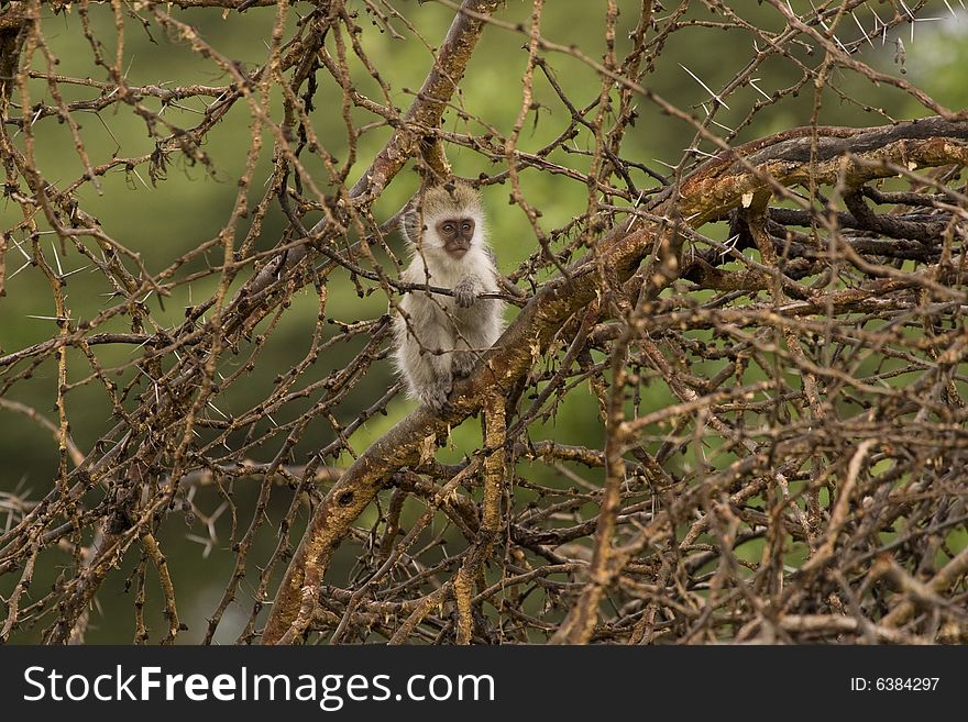 Baby vervet monkey peers out from behind an acacia tree. Baby vervet monkey peers out from behind an acacia tree
