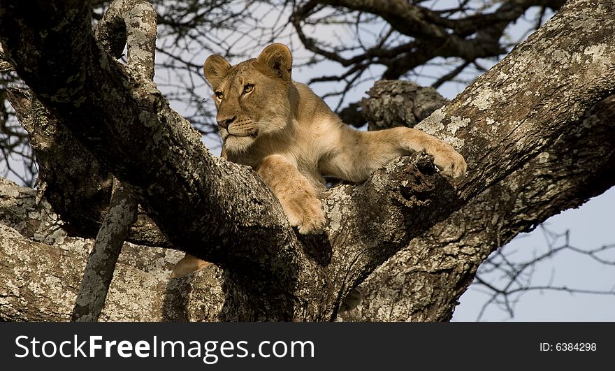 Lion looks into distance from a high tree vantage point. Lion looks into distance from a high tree vantage point